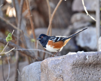 Spotted Towhee, Male