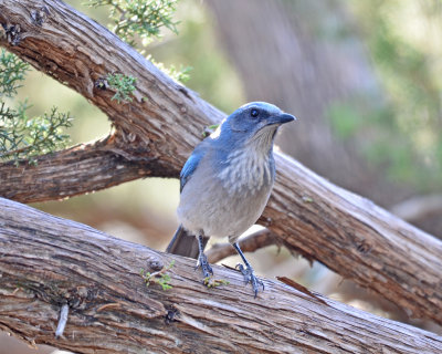 Woodhouse's Scrub-Jay