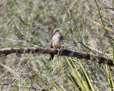 Canyon Towhee