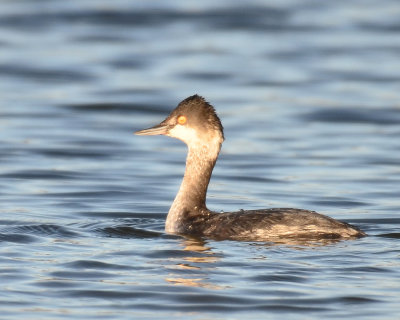 Eared Grebe