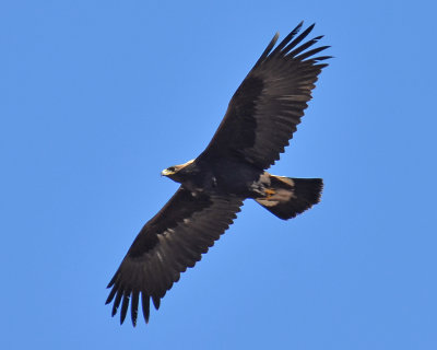 Golden Eagle, Immature