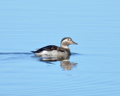 Long-tailed Duck, Hen