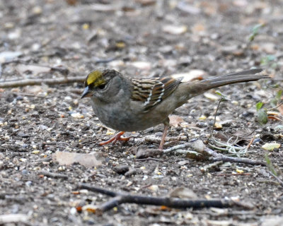 Golden-crowned Sparrow, Basic Pluamge