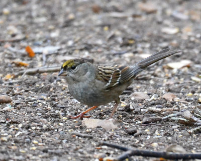 Golden-crowned Sparrow, Basic Plumage