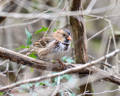 Harris's Sparrow, Basic Plumage