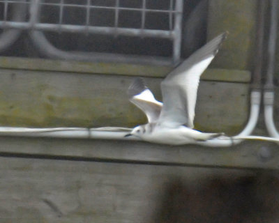 Sabine's Gull, Immature