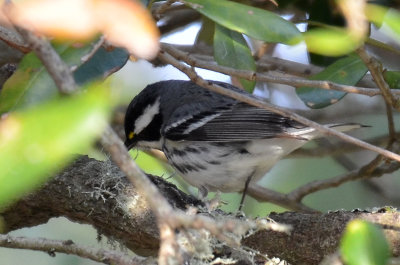 Black-throated Gray Warbler, Male