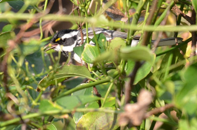 Black-throated Gray Warbler, Male