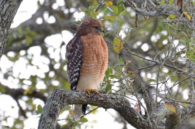 Red-shouldred Hawk