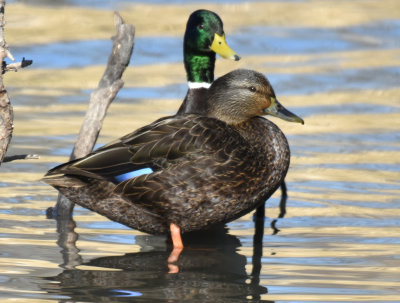 American Black Duck, Hen