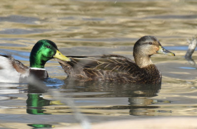 Mallard, Drake and American Black Duck, Hen