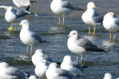 California Gull and Ring-billed Gull Comparison