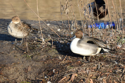 Northern Pintail, Hen and Drake