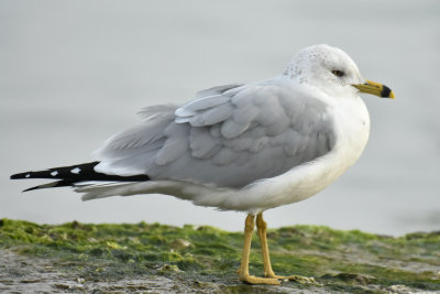 Ring-billed Gull