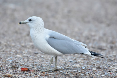 Ring-billed Gull