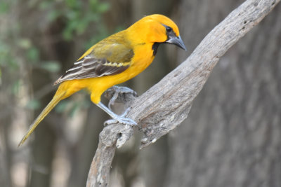 Altamira Oriole, Immature