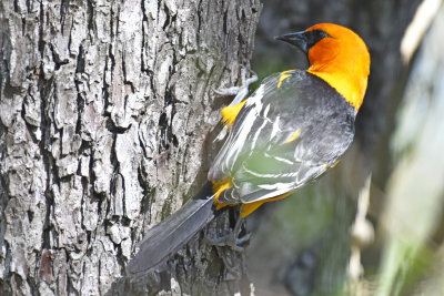 Altamira Oriole