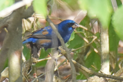 Blue Bunting, Immature Male