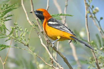 Hooded Oriole, Male