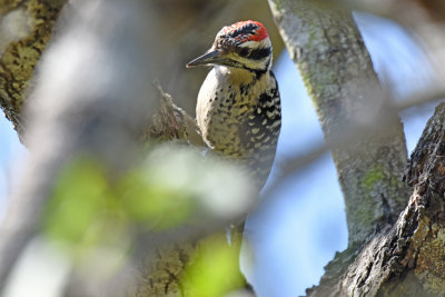 Ladder-backed Woodpecker, Male