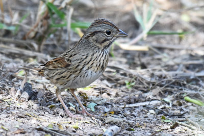 Lincoln's Sparrow