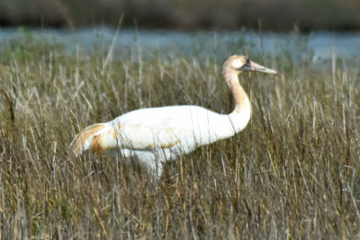 Whooping Crane, Juvenile