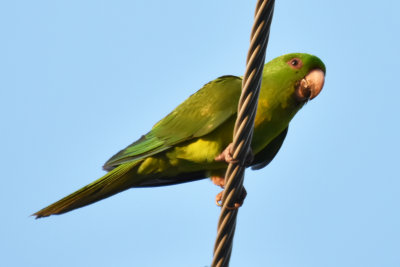 Green Parakeet