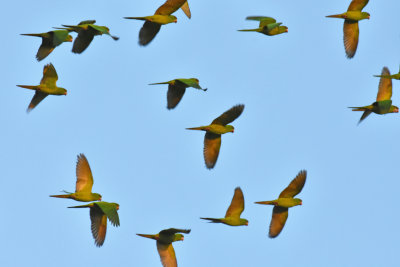 Green Parakeets