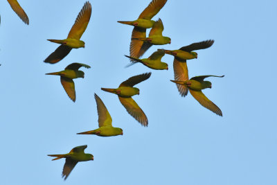 Green Parakeets