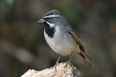 Texas Black-throated Sparrow