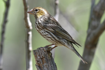 Cassin's Finch, Female