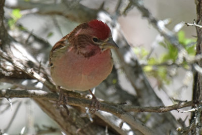 Cassin's Finch, Male