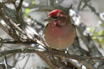 Cassin's Finch, Male