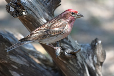 Cassin's Finch, Male