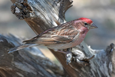 Cassin's Finch, Male