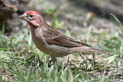 Cassin's Finch, Male