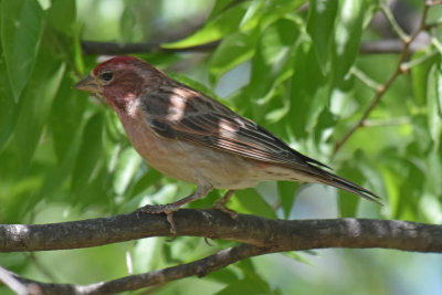 Cassin's Finch, Male