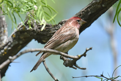 Cassin's Finch, Male