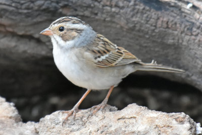 Clay-colored Sparrow, Alternate Plumage