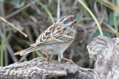 Clay-colored Sparrow, Alternate Plumage