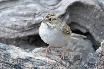 Clay-colored Sparrow, Alternate Plumage