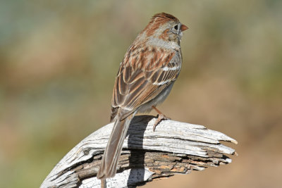 Rufous Field Sparrow 