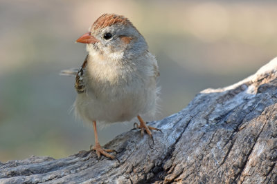 Gray Field Sparrow