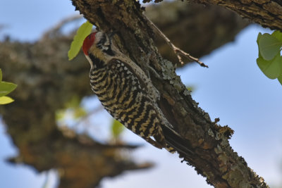 Ladder-backed Woodpecker, Male