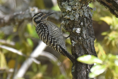 Ladder-backed Woodpecker, Female