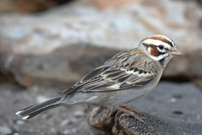 Lark Sparrow