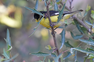 Texas Lesser Goldfinch, Male
