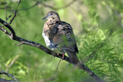 White-winged Dove