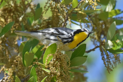 Interior East Yellow-throated Warbler, Male
