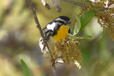 Interior East Yellow-throated Warbler, Male